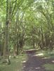 A woodland track