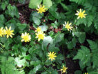 Celandine