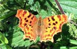 A Comma butterfly