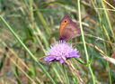 Meadow Brown butterfly on scabious