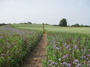 A well maintained path looking back towards the start point