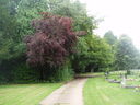 Tree lined boundary path in gilroes Cemetery