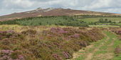 Looking along the Stiperstones ridge