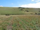 The descent from Pea Down towards the stile [7] and left turn along the grassy track towards Ringwood Farm