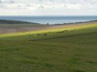 Looking towards Birling Gap from Crapham Down.