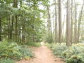 Woodland near Hagley