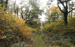 Tottington Woods in Autumn