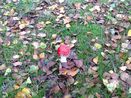 Fly Agaric on forest floor