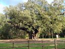 The Major Oak