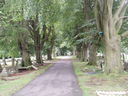 Colourful nesting boxes on tree lined drive
