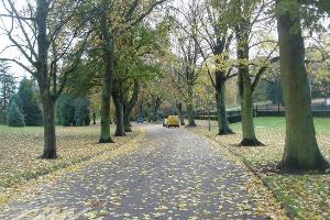 Western Park tree lined roadway