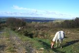 Grazing ponies on the common oblivious to the view behind them. Deer have also been spotted in the vacinity.