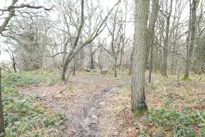 Bannam Wood