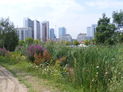 Bow Ecology Park - View towards Canary Wharf