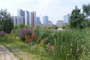 Bow Ecology Park - View towards Canary Wharf